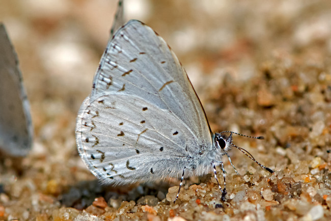 Обои картинки фото udara dilecta - pale hedge blue, животные, бабочки,  мотыльки,  моли, бабочка