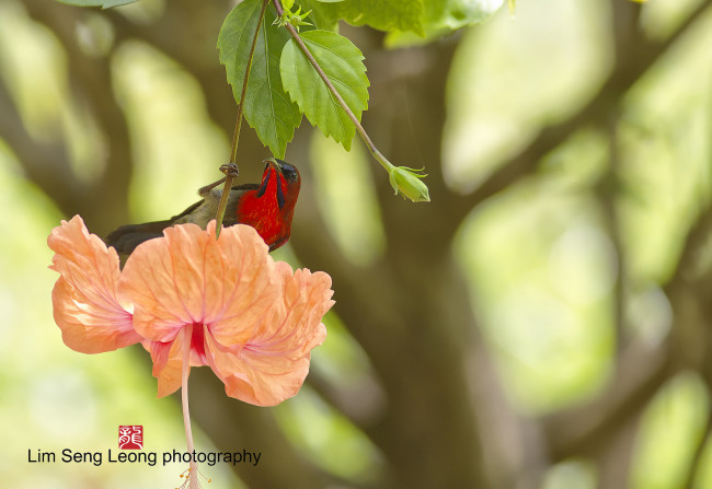 Обои картинки фото животные, нектарницы, птица, красная, цветок, стебелёк, листья, оранжевый