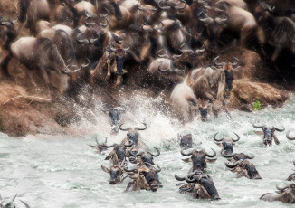 Картинка животные антилопы переправа