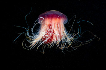 Картинка животные медузы медуза