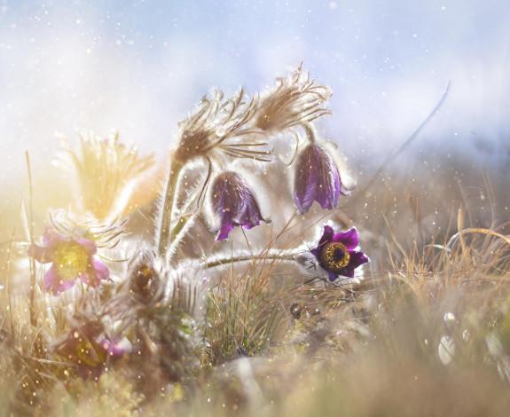 Обои картинки фото цветы, анемоны,  сон-трава, макро, капли, дымка, свет