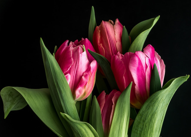 Обои картинки фото цветы, тюльпаны, чёрный, фон, бутоны