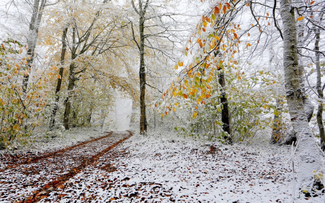 Обои картинки фото природа, дороги, осень, снег, поздняя, лес, дорожка