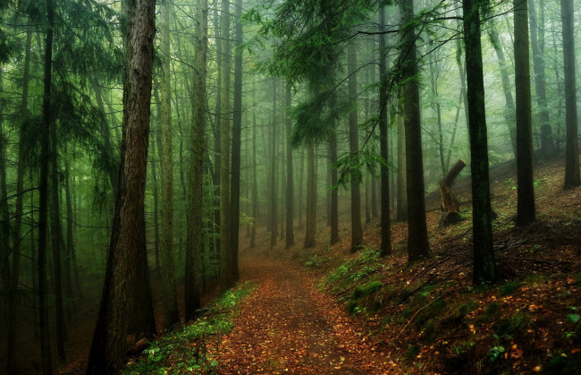 Обои картинки фото природа, дороги, дорога, туман, деревья, лес