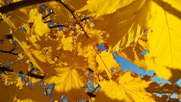 обоя кленовые листья в солнечных лучах, природа, листья, осень, ???????? ??????