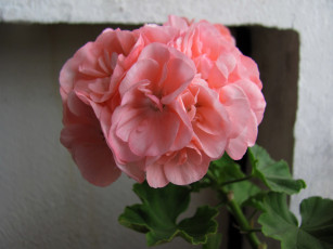 Картинка цветы герань розовая соцветие