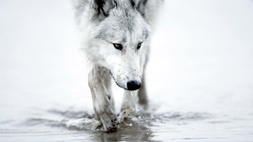 обоя животные, волки,  койоты,  шакалы, волк, белый, вода