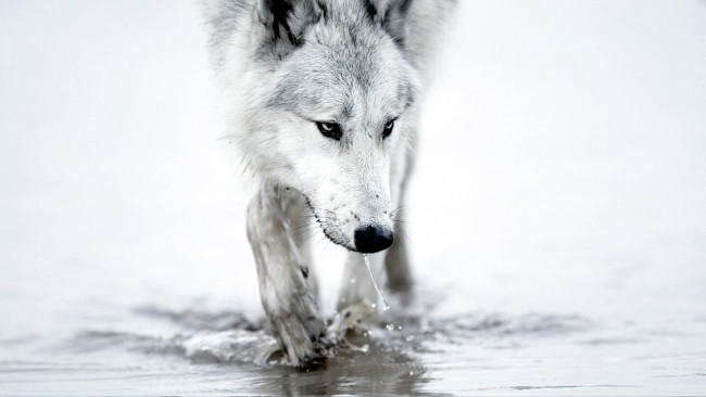 Обои картинки фото животные, волки,  койоты,  шакалы, волк, белый, вода