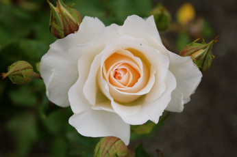 Картинка цветы розы белая роза макро