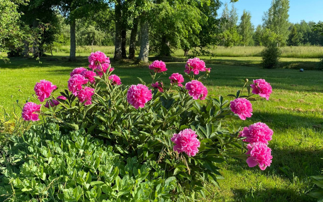 Обои картинки фото цветы, пионы, куст, розовые