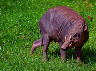 Картинка животные свиньи кабаны трава