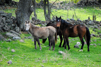 Картинка животные лошади лошадьи