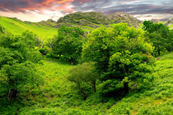 Картинка природа деревья индия небо холмы зелень