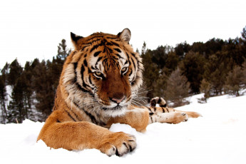 Картинка животные тигры зима снег хищник