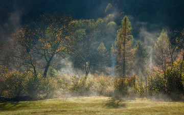 Картинка природа деревья лес туман дымка осень свет