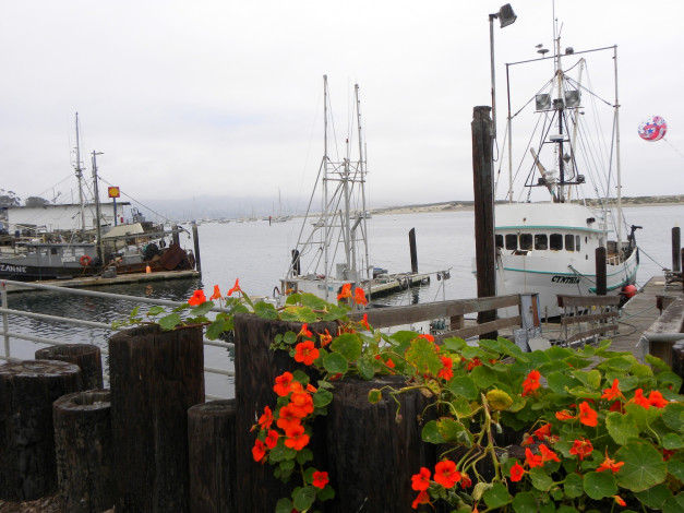 Обои картинки фото morro, bay, fishing, docks, корабли, порты, причалы, настурция, калифорния