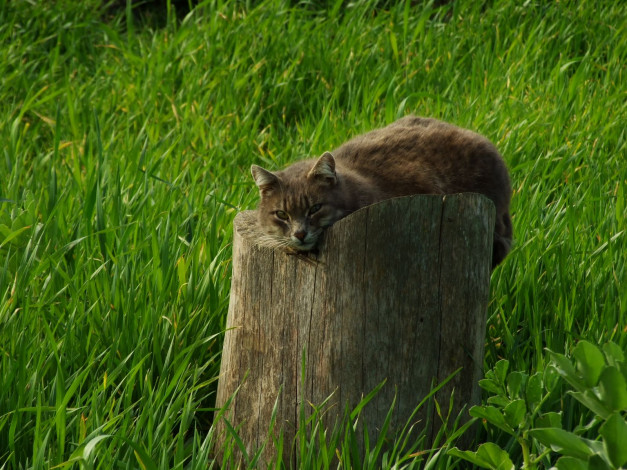 Обои картинки фото животные, коты, пень, трава