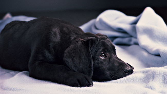 Обои картинки фото животные, собаки, черный, лежит, щенок, лабрадор