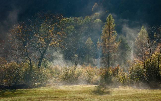 Обои картинки фото природа, деревья, лес, туман, дымка, осень, свет