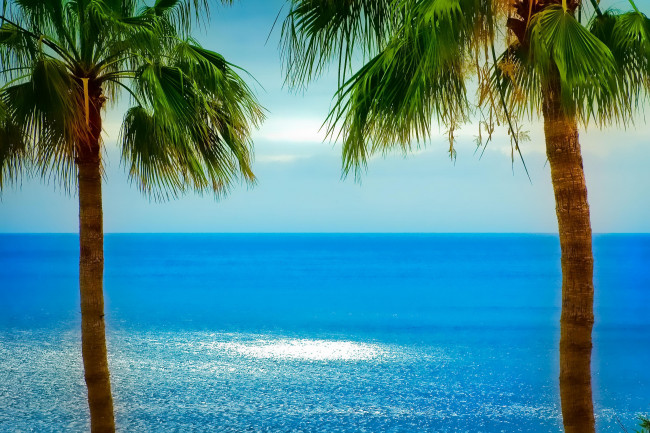 Обои картинки фото природа, тропики, пальмы, горизонт, океан