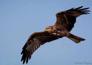 Картинка животные птицы+-+хищники небо полет крылья хищник ястреб свобода
