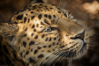 Картинка животные леопарды кошка морда усы