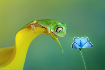 Картинка животные разные+вместе бабочка лягушка