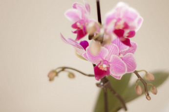 Картинка цветы орхидеи розовый лепестки ветка
