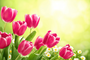 Картинка цветы тюльпаны flowers tulips fresh spring