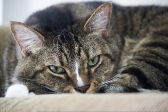 Картинка животные коты лежит глаза морда кошка