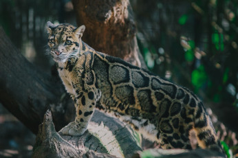 Картинка животные леопарды кошка пятна поза внимание