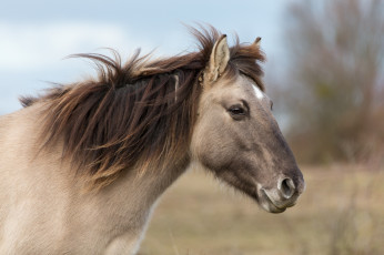 Картинка животные лошади ветер грива профиль морда пони