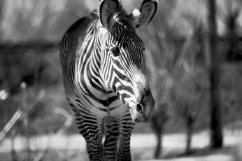 Картинка животные зебры морда черно-белое