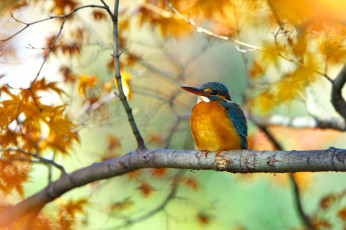 Картинка животные зимородки птица осенние листья дерево ветка