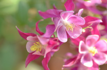 Картинка цветы аквилегия+ водосбор розовый