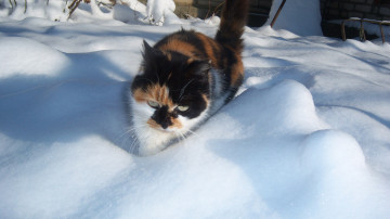 Картинка животные коты пробирается снег кошка