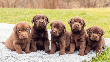 Картинка животные собаки пять лабрадор щенки