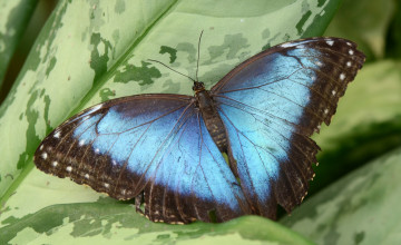 Картинка животные бабочки бабочка лист