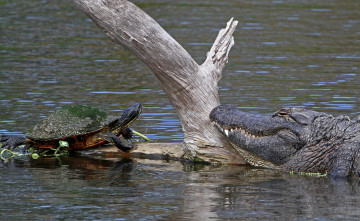 Картинка животные разные+вместе крокодил черепаха река бревно