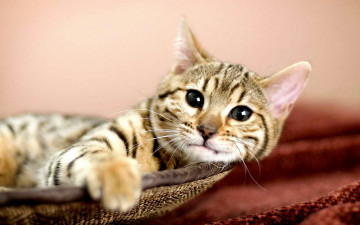 Картинка животные коты взгляд корзина рыжий кот