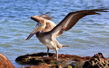 Картинка животные пеликаны каменнь пеликан вода