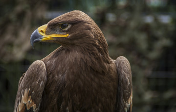Картинка eagle животные птицы+-+хищники орел говова клюв