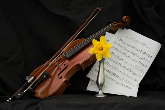 Обои картинки фото музыка, музыкальные инструменты, смычок, скрипка, ваза, цветок, ноты