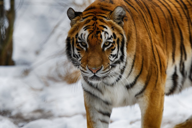 Обои картинки фото животные, тигры, зима, морда, кошка