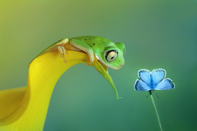 Обои картинки фото животные, разные вместе, бабочка, лягушка