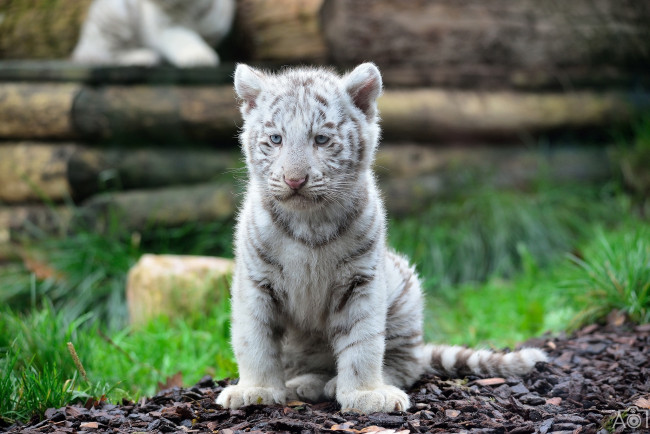 Обои картинки фото животные, тигры, тигренок, кошка, белый, грустный, мордочка, малыш, детеныш