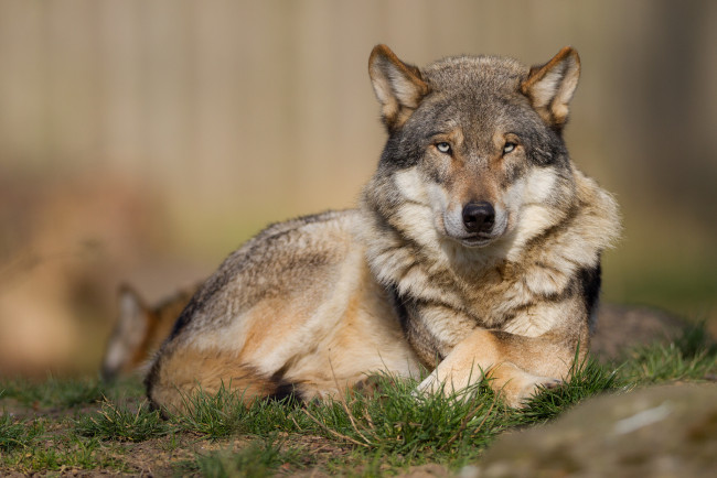Обои картинки фото животные, волки,  койоты,  шакалы, взгляд, морда, волк