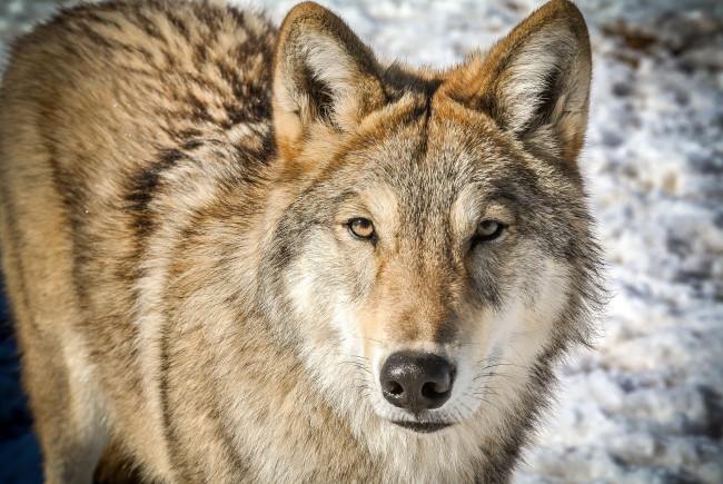 Обои картинки фото животные, волки,  койоты,  шакалы, интерес, внимание, морда, волк