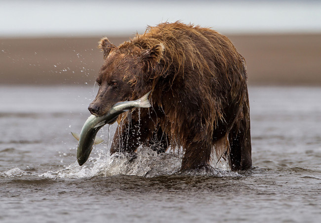 Обои картинки фото животные, медведи, добыча, лосось, медведь, река