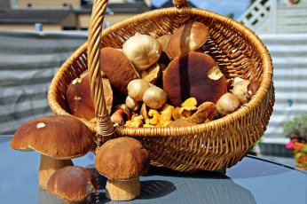 Картинка еда грибы +грибные+блюда боровики корзина